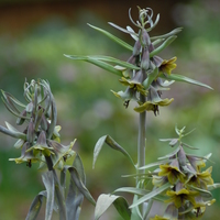 Fritillaria sewerzowii  Photo: J. Amand